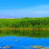 يەھيا مەمەت